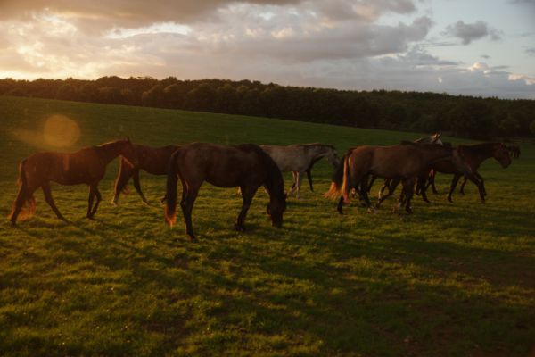 Kotwasser Pferd: Pferde auf einer Weide.
