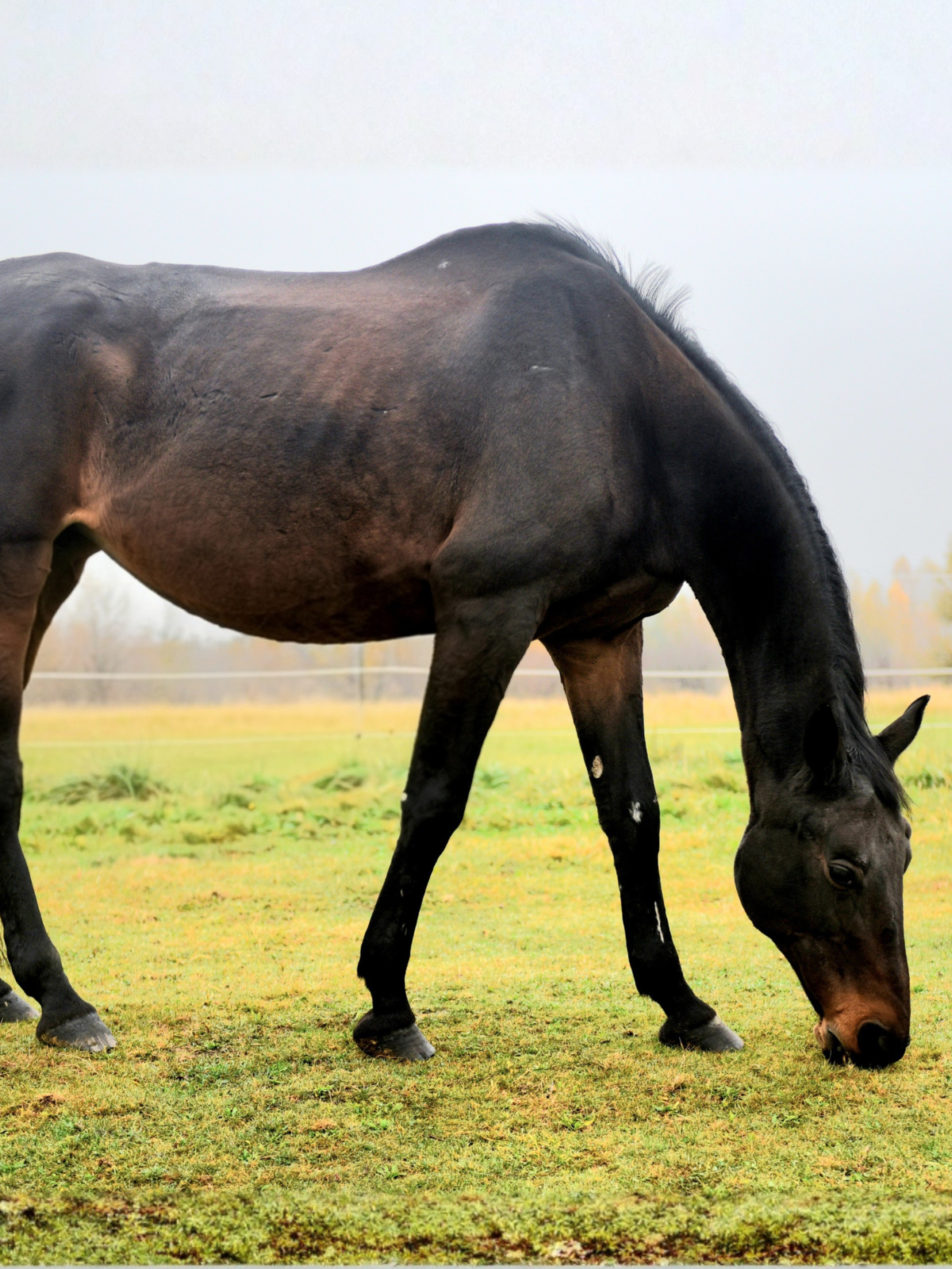 Kynos - Push Nachricht angepasst 1024x512 px (1200 x 1600 px) (1)