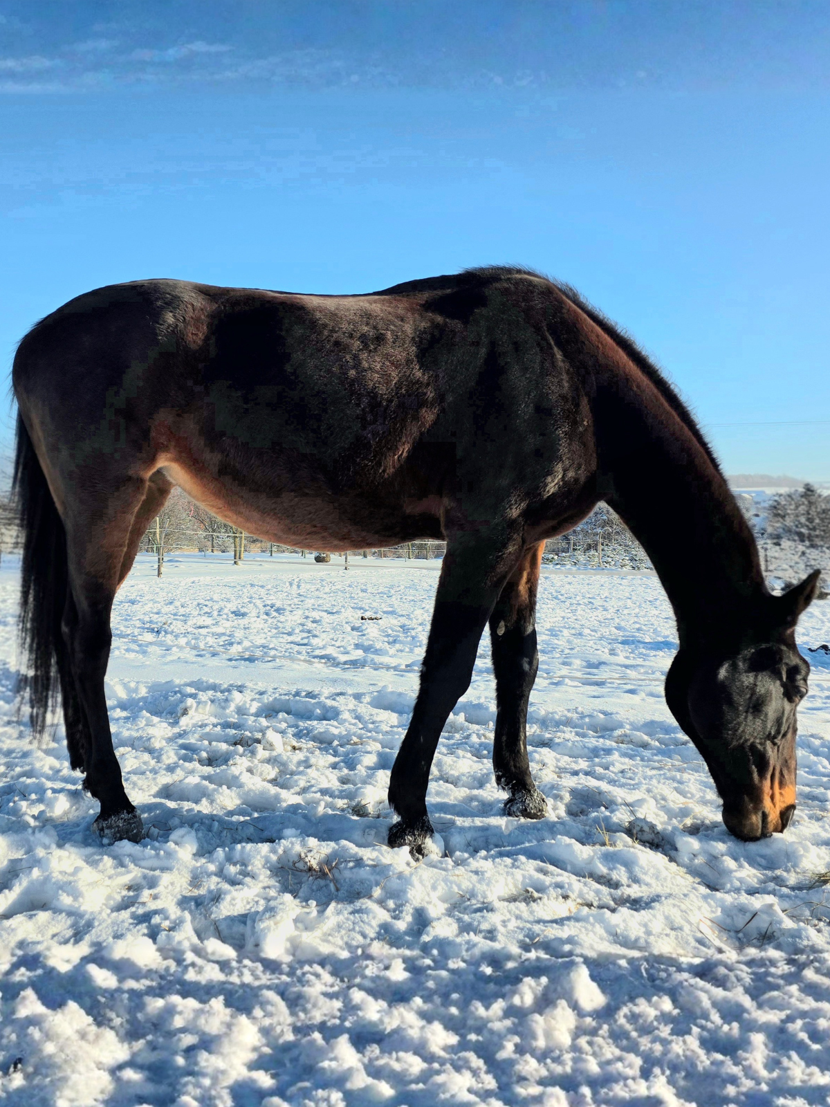 Kynos - Push Nachricht angepasst 1024x512 px (1200 x 1600 px) (2)