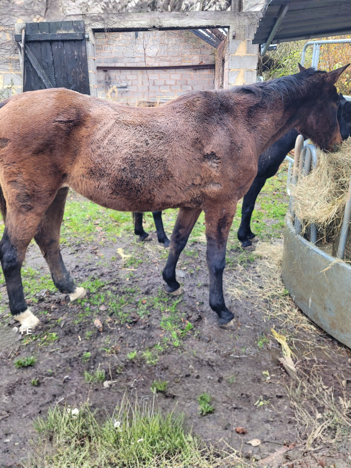 Kynos - Push Nachricht angepasst 1024x512 px (1200 x 1600 px) (3)