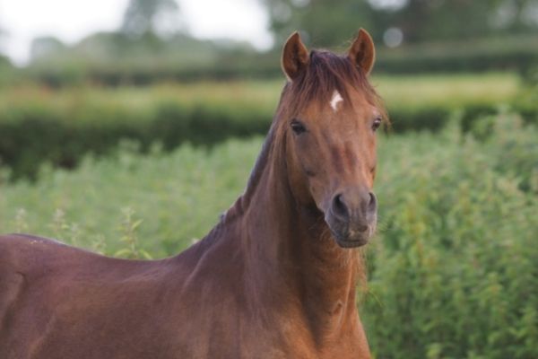 Landbeschäler: Pferd im Freien.