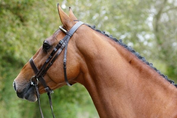 Landbeschäler: Pferd mit einer Trense an, schaut in die Ferne.