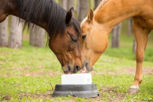 Lecksteine Mineralleckstein Vitamin E Lecksteinhalter inkl 2 oder 4 Pferde 