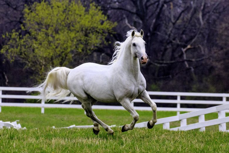 Lipizzaner