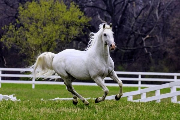 Lipizzaner