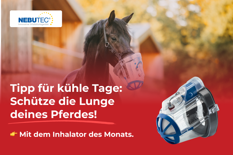 ehorses Produkt des Monats im Oktober