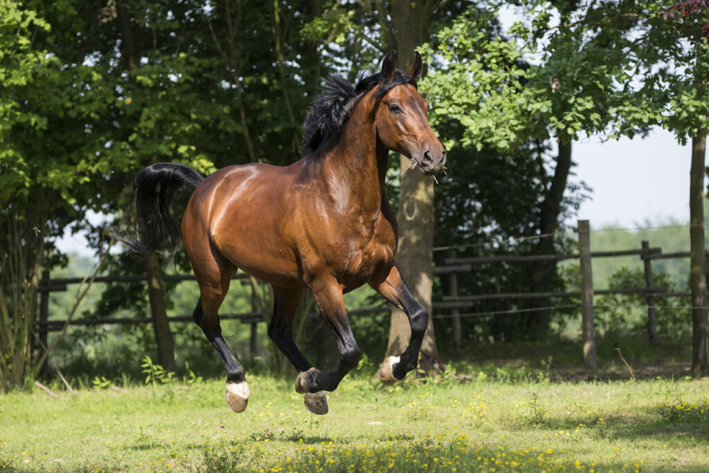 Maremmano Pferd im Galopp