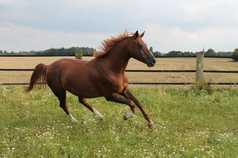 Mecklenburger Warmblut