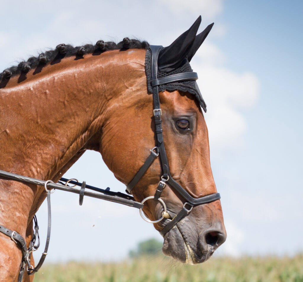 Ein Pferd mit einem Micklem und Fliegenohren.