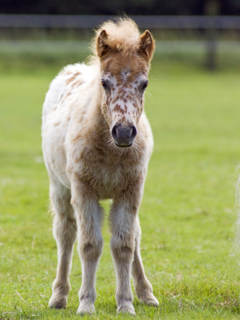 Mini Shetty Fohlen