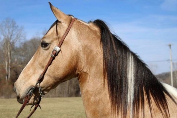 Missouri Foxtrotter Wallach