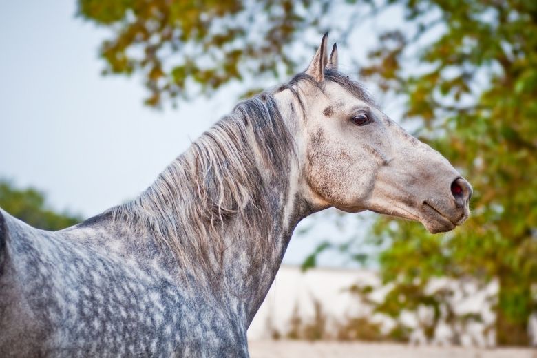 Missouri Foxtrotter