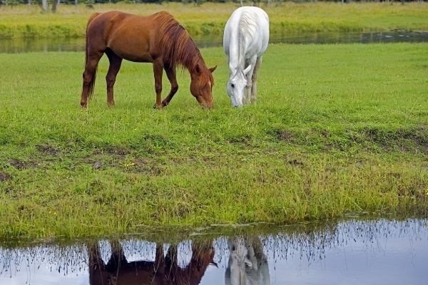 Missouri foxtrotter auf Weide