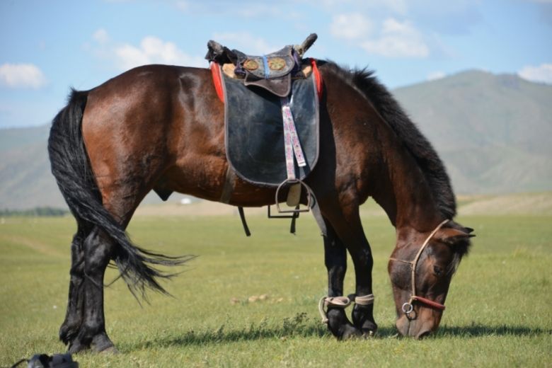 Mongolen Pony