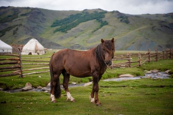 Mongolen Pony natur