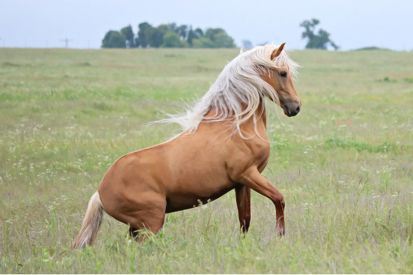 Pferderassen für Anfänger: Morgan Horse in der Farbe Palomino auf Wiese