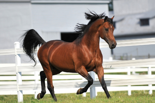 Morgan Horse