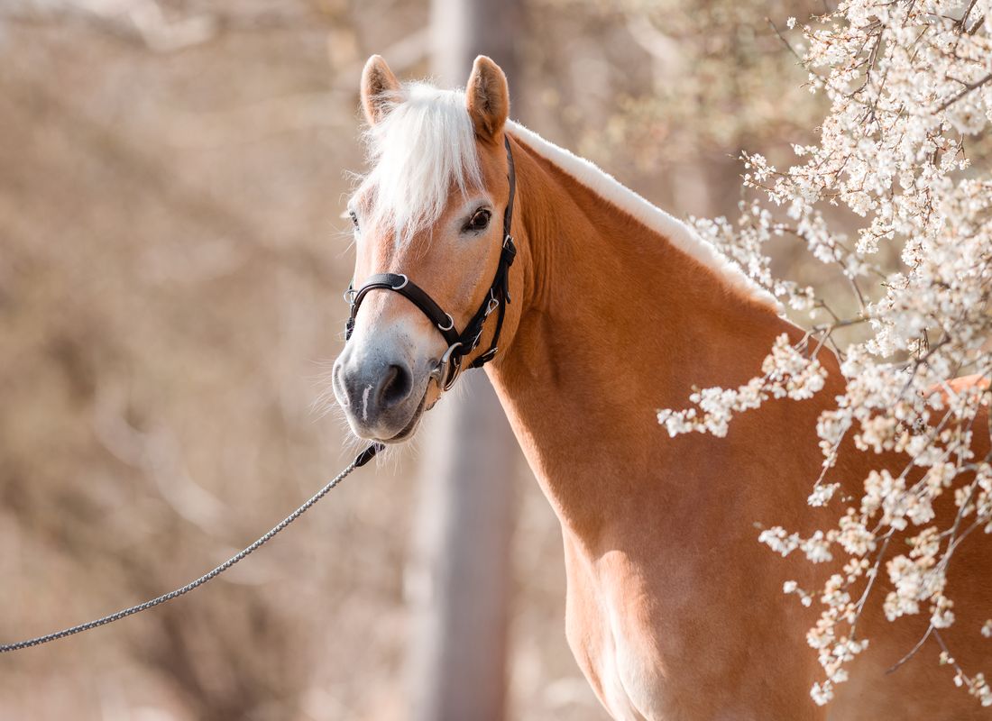 Richtig longieren: Haflinger mit Kappzaum