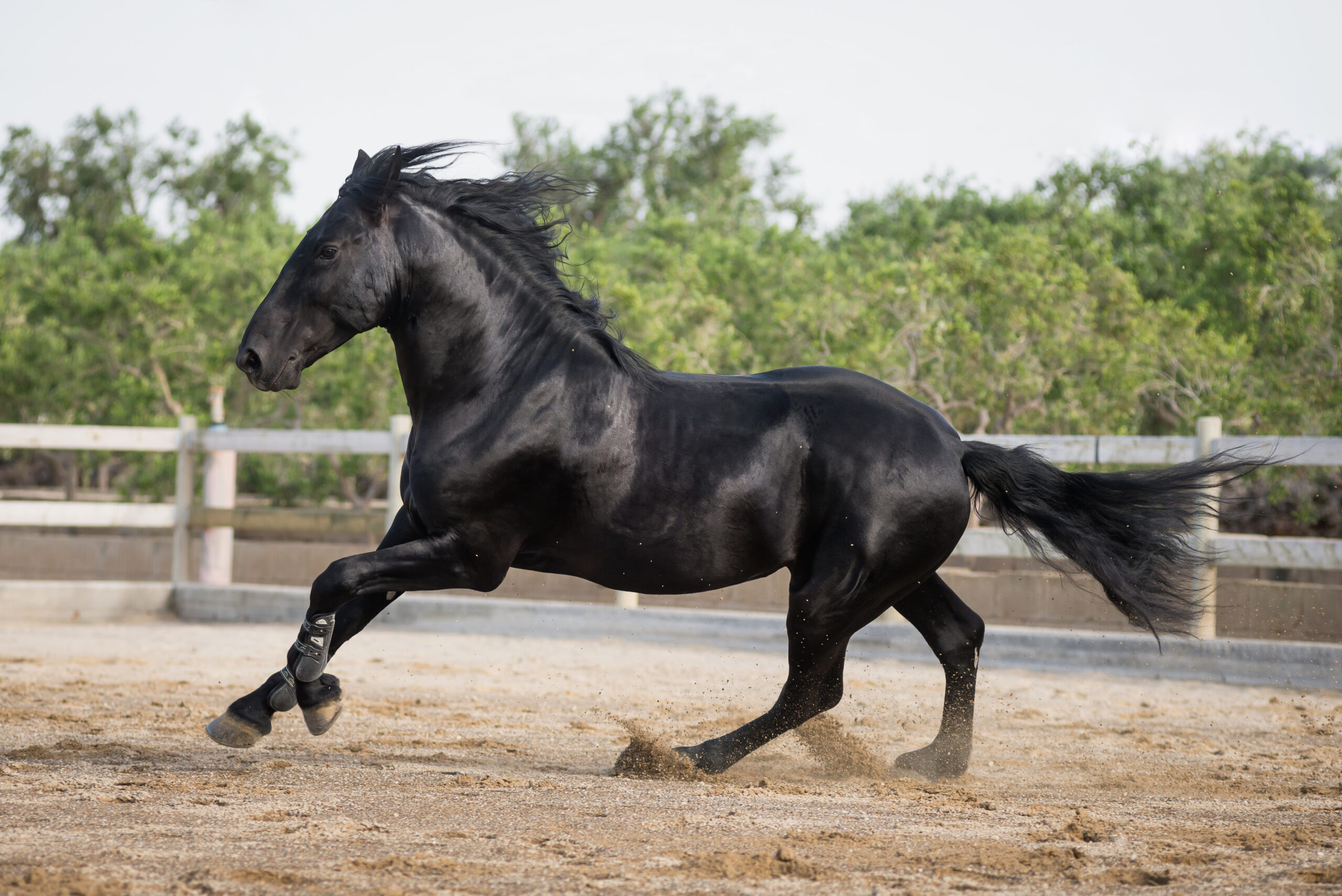 Murgese im Galopp