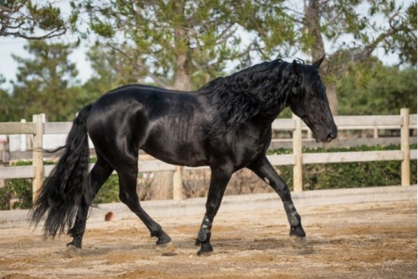 Italienische Pferderassen: Murgese im Trab