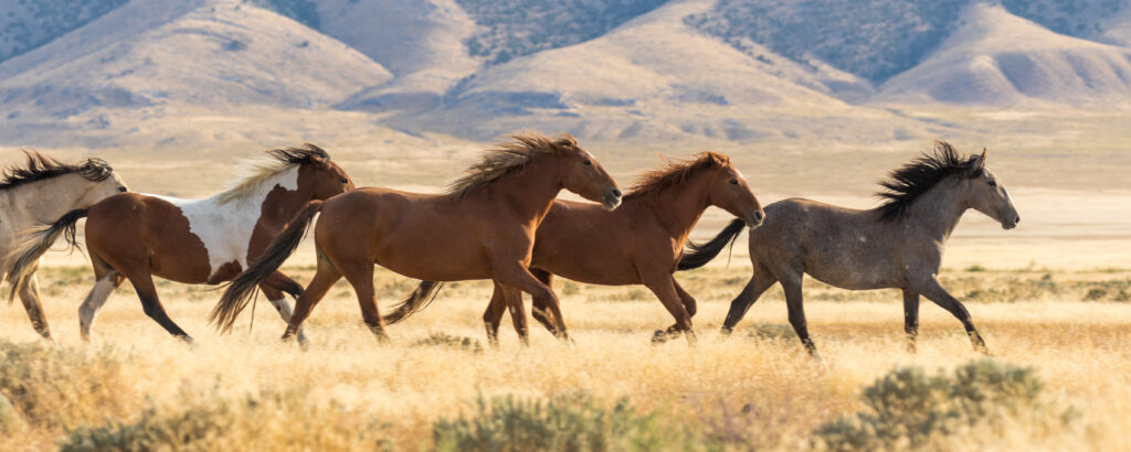 Mustang Pferde: Herde rennt