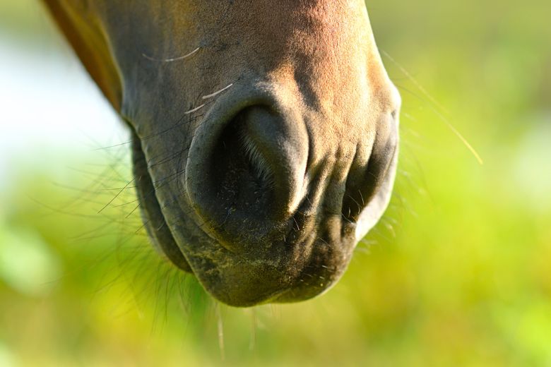 Nasenbluten beim Pferd – das kann es bedeuten!