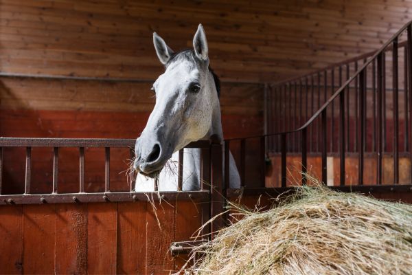 Nesselfieber beim Pferd: Pferd in einer Box.