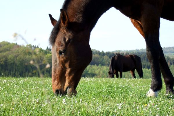 Nesselfieber beim Pferd: Pferd grasst.