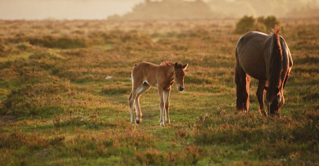 New Forest Pony Fohlen