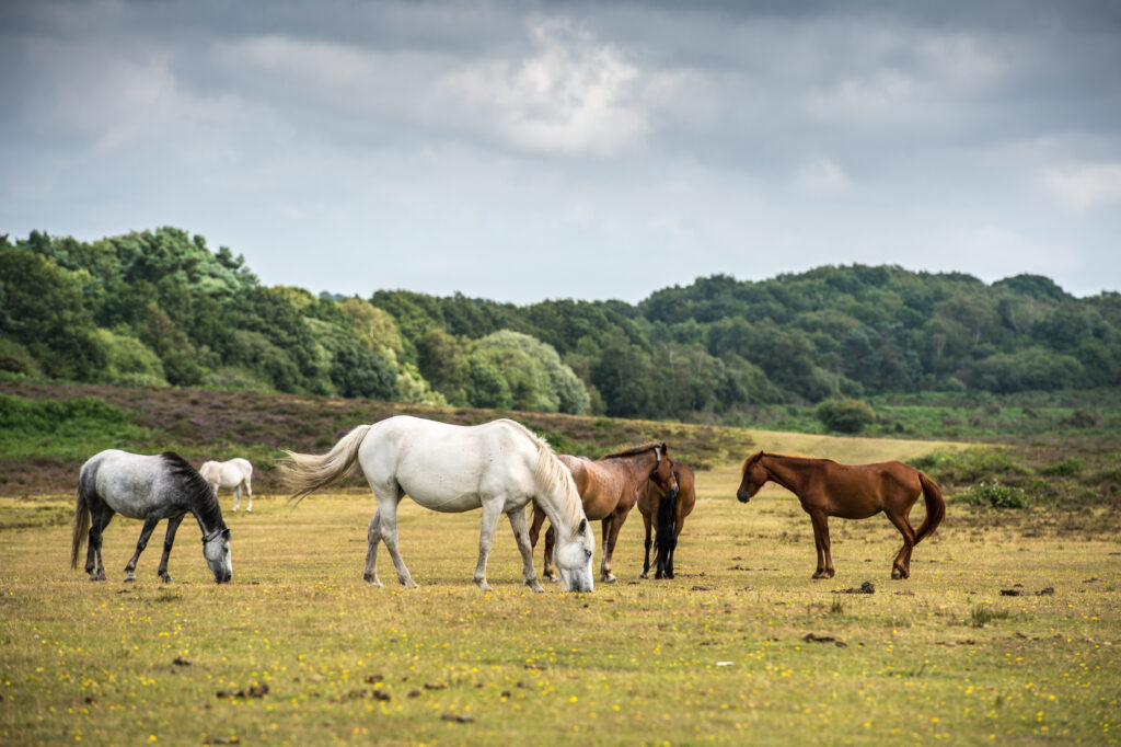 New Forest Pony Herde auf der Wiese