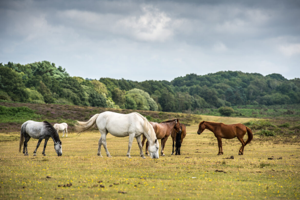 Wieviel Kann Ein New Forest Pony Tragen New Forest Pony im Rasseportrait