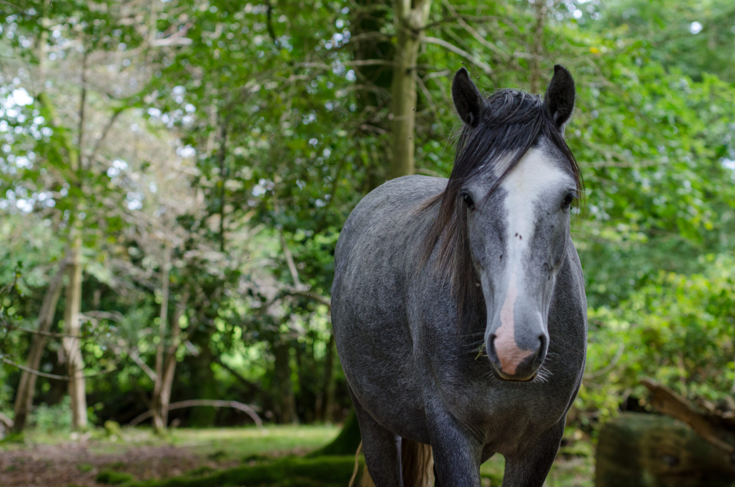 New Forest Pony