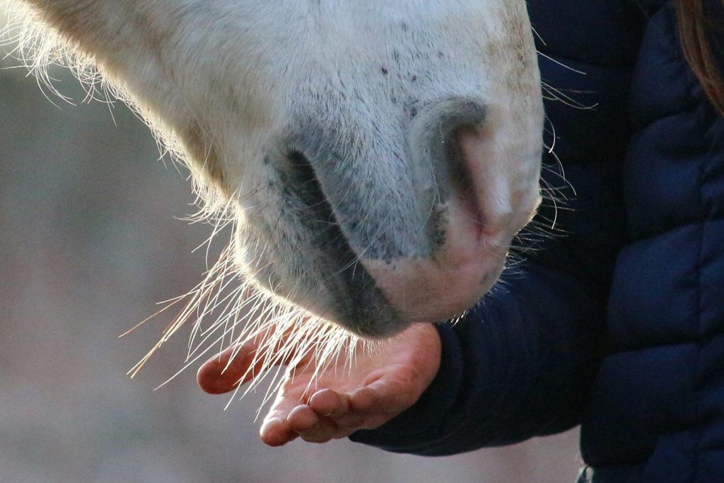 Pferd riecht an einer Hand.