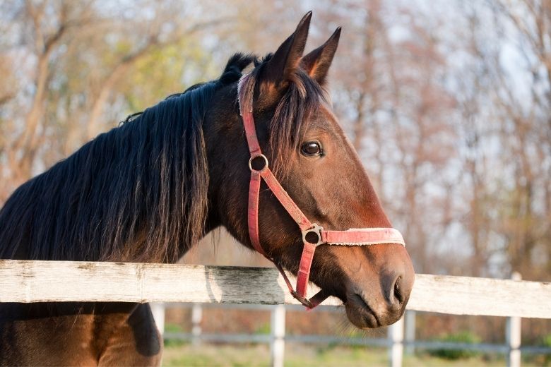 Österreichisches Warmblut