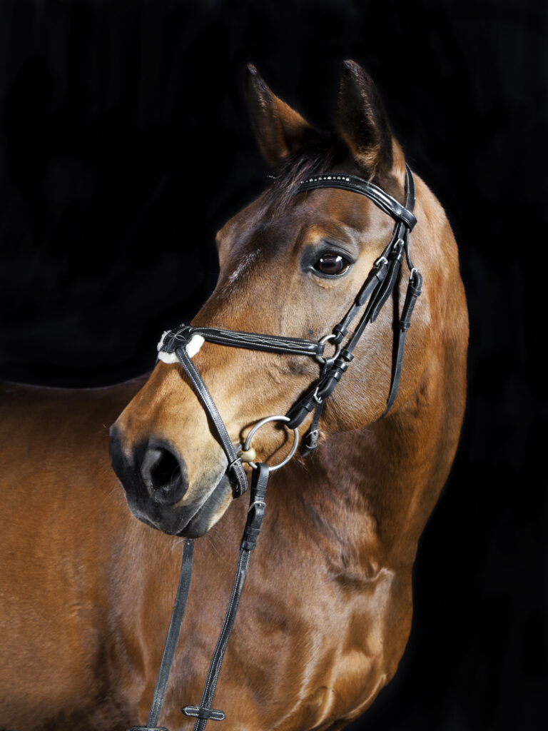 Oldenburger Pferde - Portrait