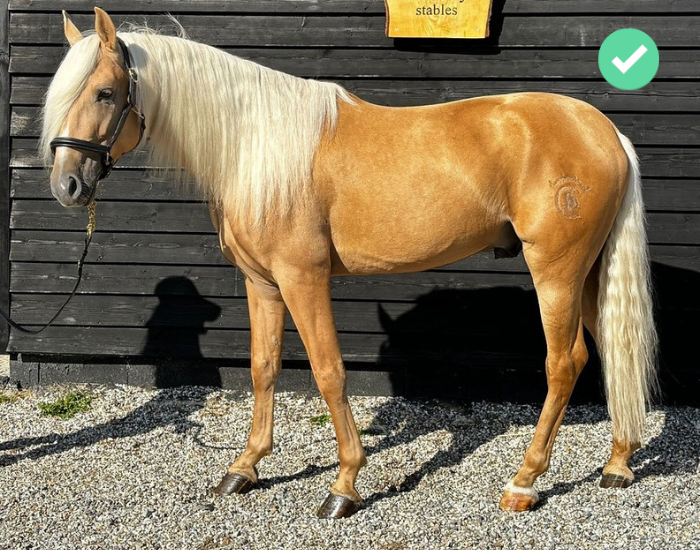 Originalbild Verkaufspferd auf ehorses