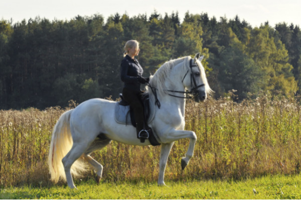 Spanische Pferderassen - PRE mit Reiterin auf Feld.