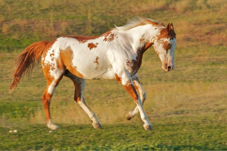 Paint Horse