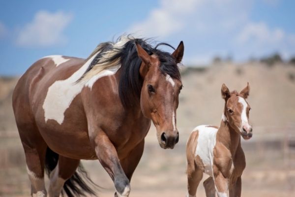 Paint Horse Stute mit Fohlen