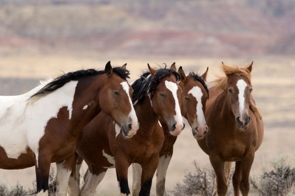 Paint Horse Herde