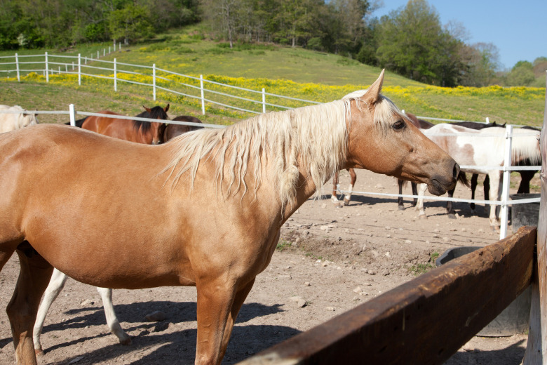 Palomino