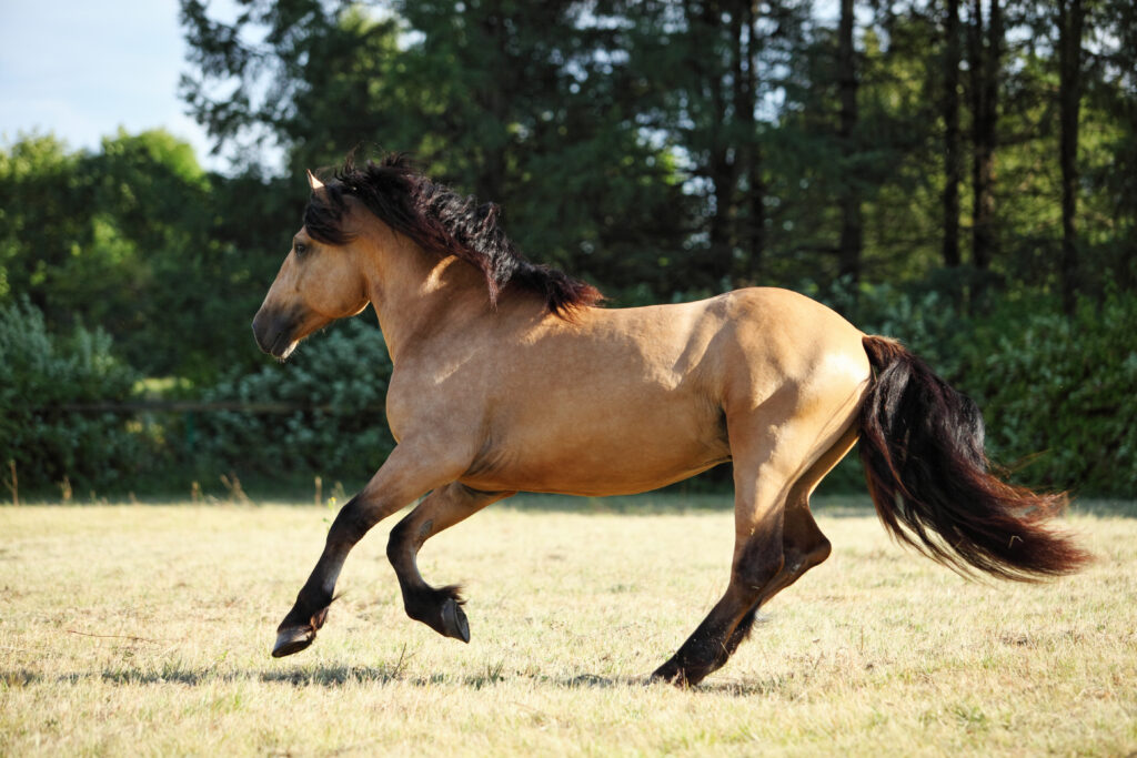 Paso Fino im Galopp