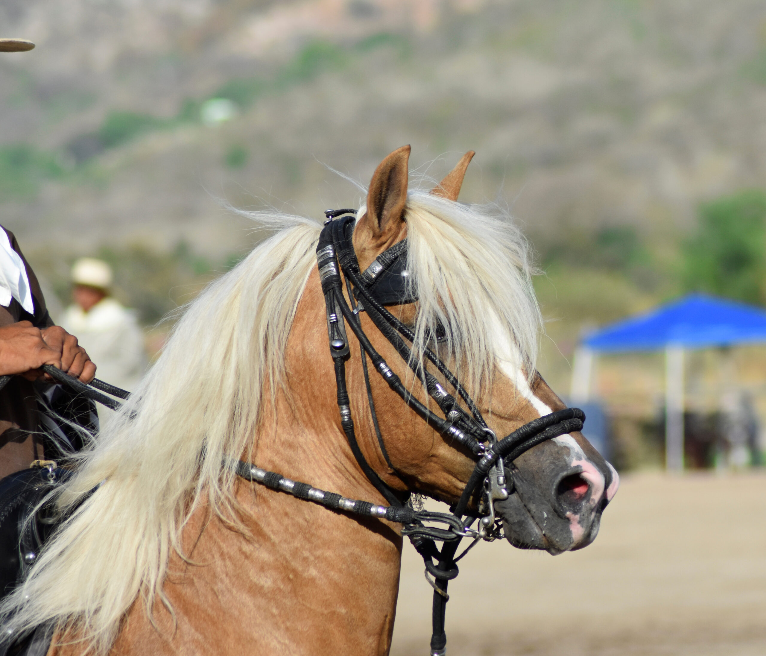 Paso Peruano: Palominokopf