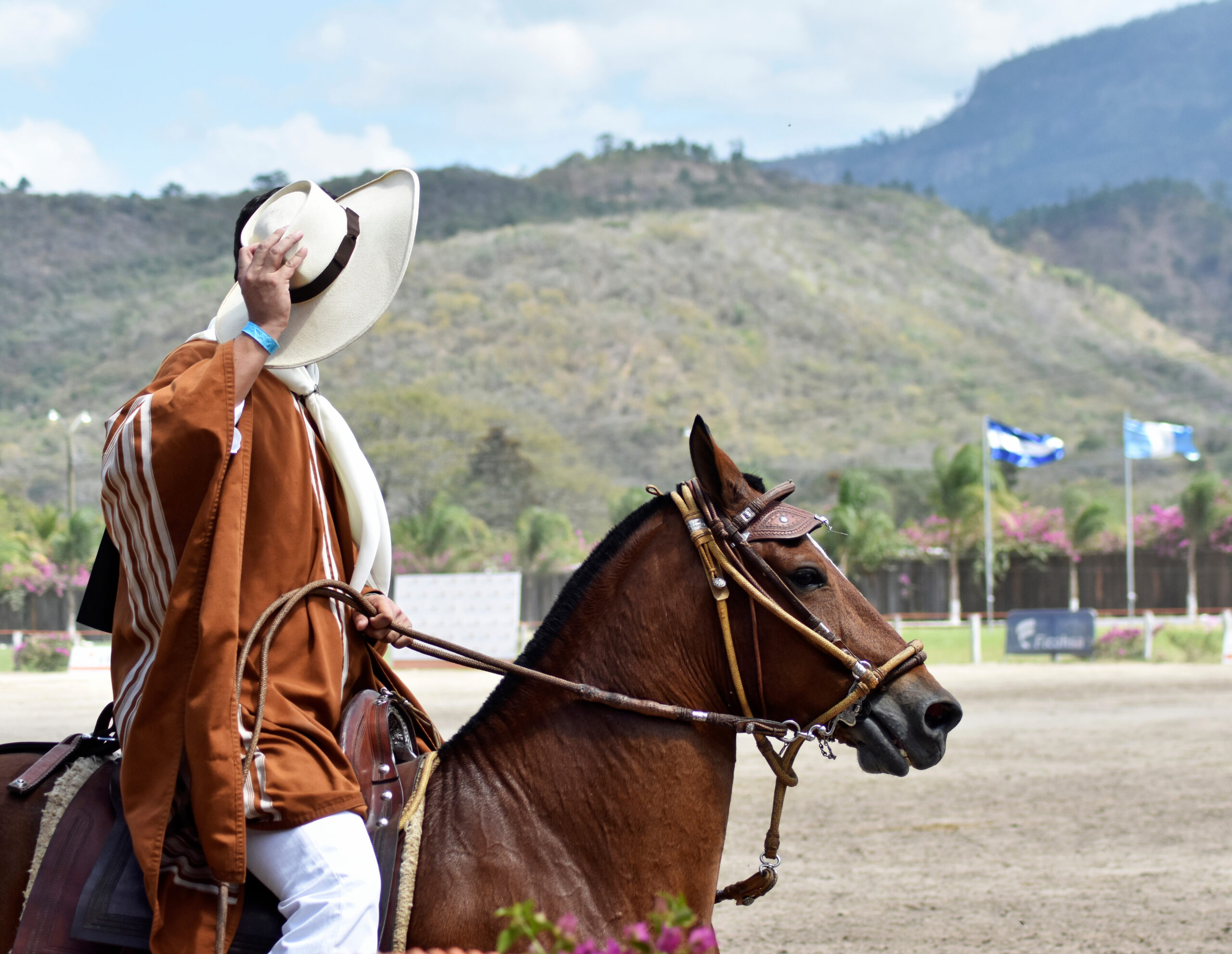 Paso Peruano unter dem Reiter