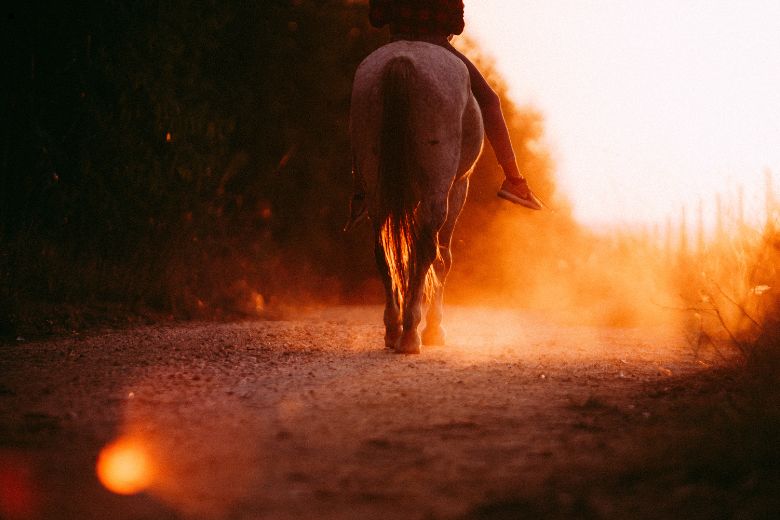 Passion Pferd: Reiter sitzt auf Pferd und reitet in den Sonnenuntergang
