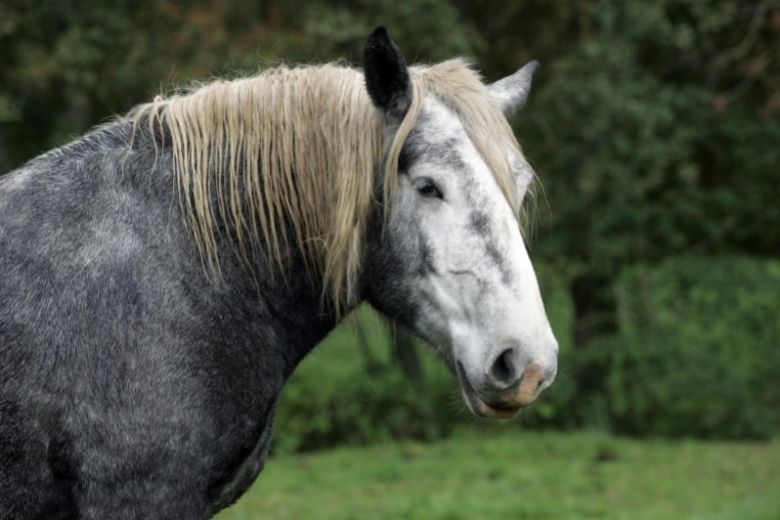 Percheron