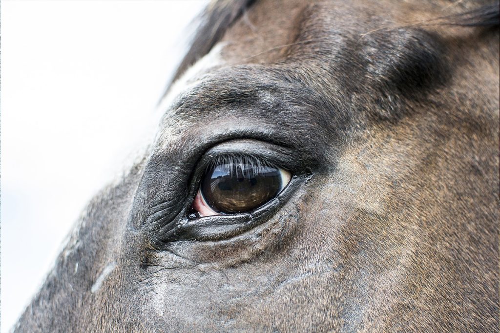 Pferd, bei dem das Weiße im Auge sichtbar ist.