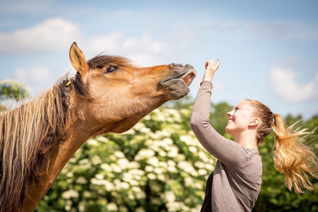 Man kann Pferden das Flehmen auch als einen Trick beibringen.