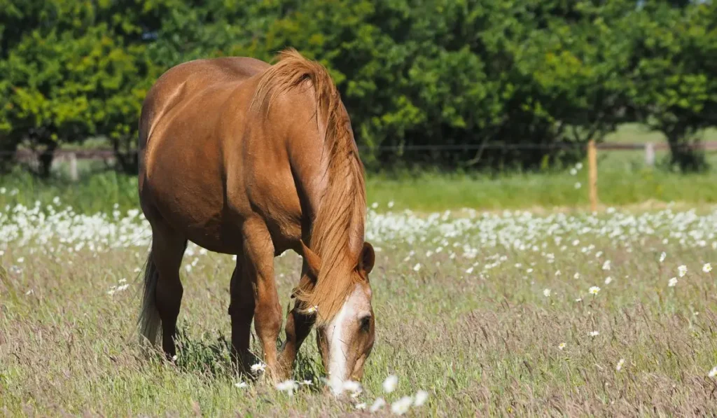 Pferd grast auf einer Wiese