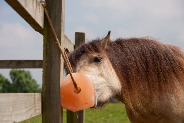 Pferd leckt an einem Leckstein.